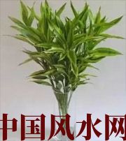 海西十二生肖养什么植物最旺财运？你知道吗！